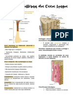 Estrutura de Ossos Longos 1