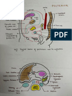 Peritoneum