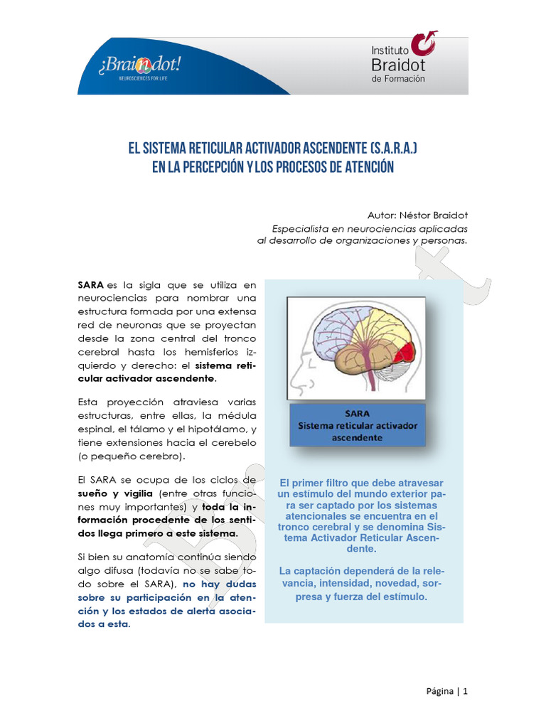 Funciones del Sistema Activador Reticular | PDF | Cerebro | Conciencia
