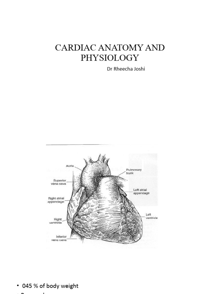 Cardiac Anatomy Pdf Coronary Circulation Heart Valve