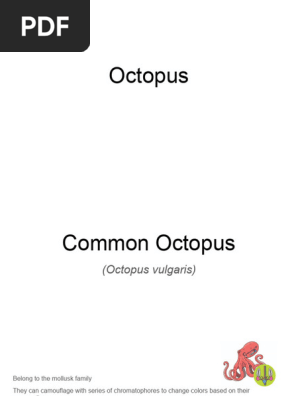 Octopus