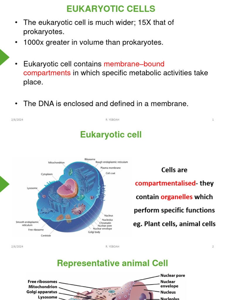 MLT 115 - Eukaryotic Cells | PDF | Cell (Biology) | Cell Membrane