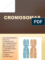 CROMOSOMAS