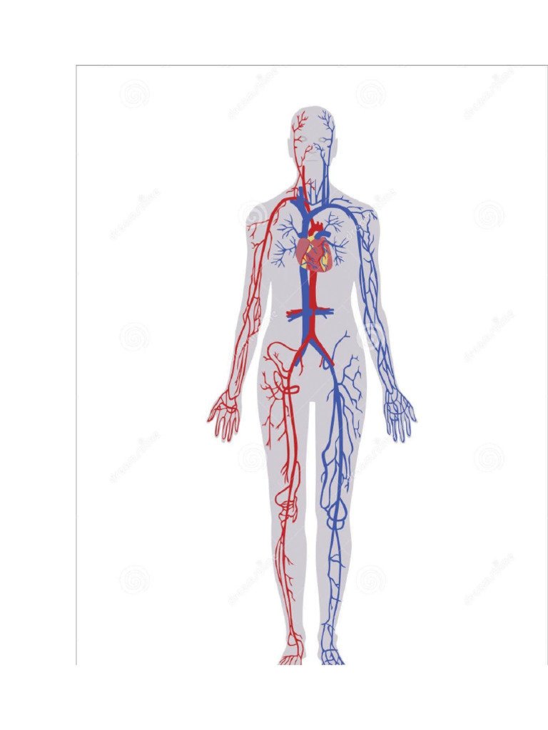 Anatomia Del Cuerpo Humano | PDF
