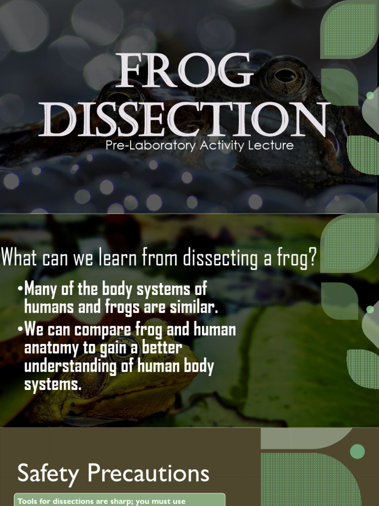Frog Dissection: Anatomy and Safety Guide | PDF | Science & Mathematics