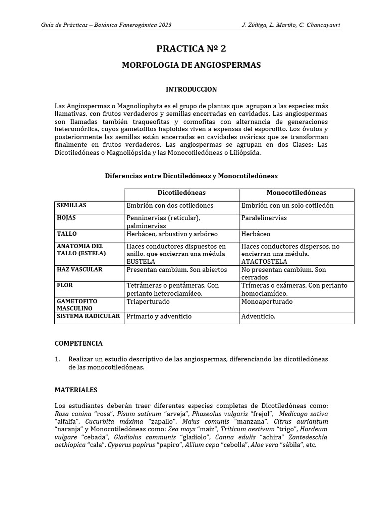 Morfología de Angiospermas 2023 | PDF | Flores | Cebolla