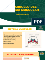 Sistema Muscular