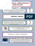 Infografia Informativa 