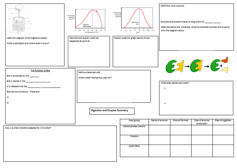 Enzymes and Digestion Revision Sheet PDF Digestion Enzyme