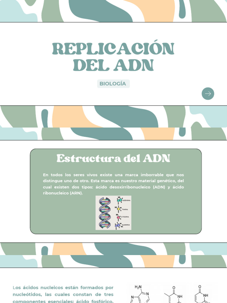 Replicación Del Adn | PDF | Adn | Replicación De Adn