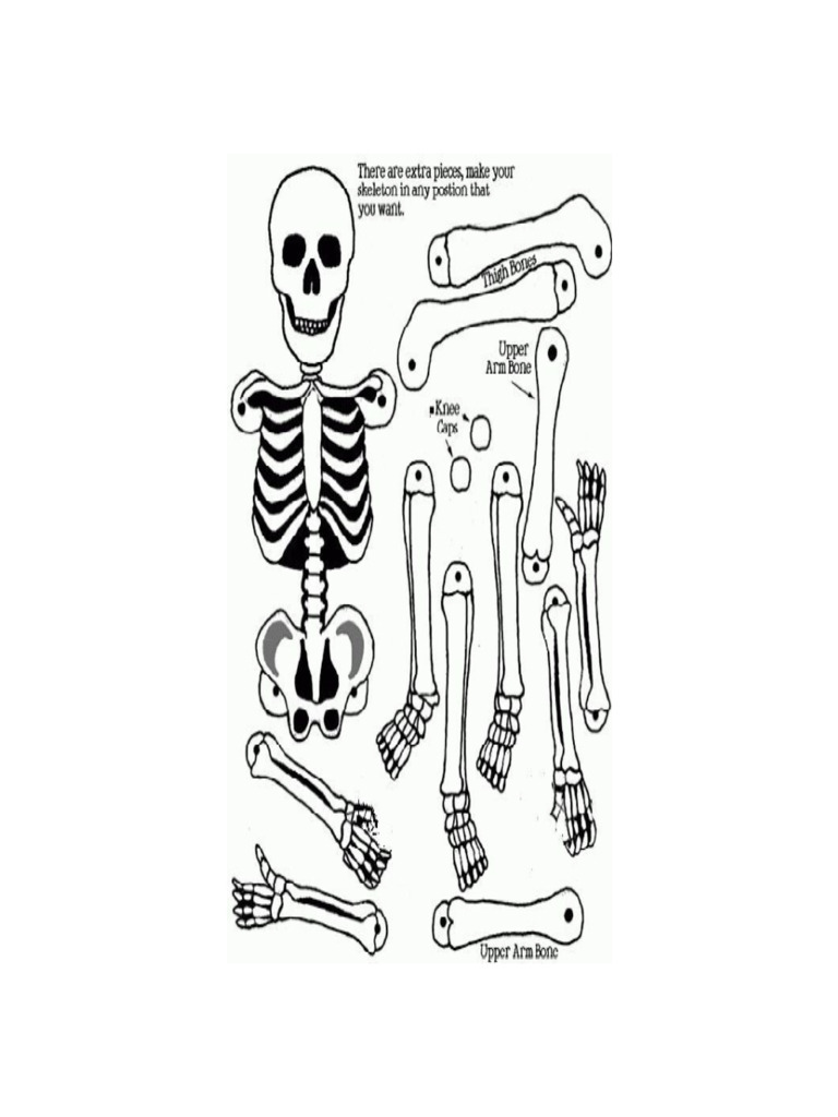 Resultado de Imagen para Esqueleto Humano para Imprimir y Armar | PDF