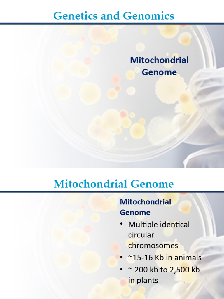 Overview of Mitochondrial Genomes | PDF | Mitochondrial Dna | Genome