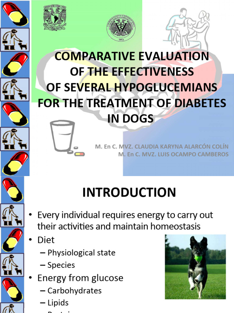 Picture of DIABETES in Dogs | PDF | Insulin | Insulin Resistance
