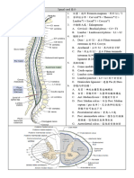 Neuroanatomy-Spinal Cord