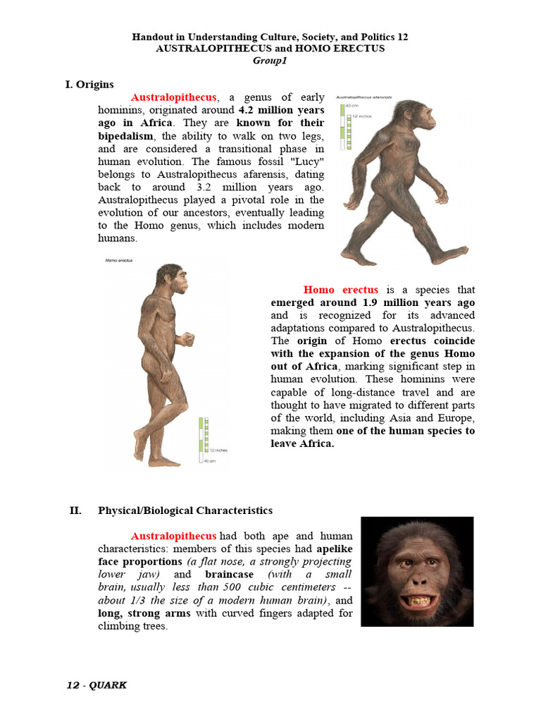 Australopithecus vs. Homo Erectus | PDF | Homo | Human Evolution
