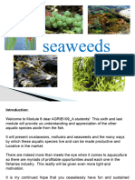 Seaweeds 1