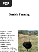 Ostrich Farming