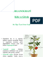 ORGANOGRAFİ - Kök Ve Gövde