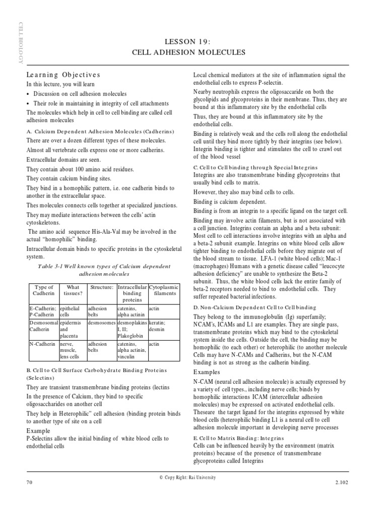 Cell Adhesin | PDF | Cell Adhesion | Integrin