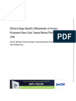 Efficient Stage-Specific Differentiation of Human Pluripotent Stem Cells Toward Retinal Photoreceptor Cells - Mellough 2012