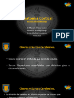 Anatomía Cortical Marcelo Muñoz