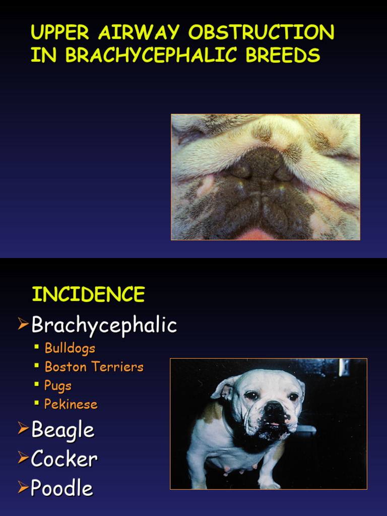 Brachycephalic syndrome PDF Larynx Clinical Medicine