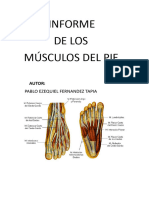 Musculos Del Pie