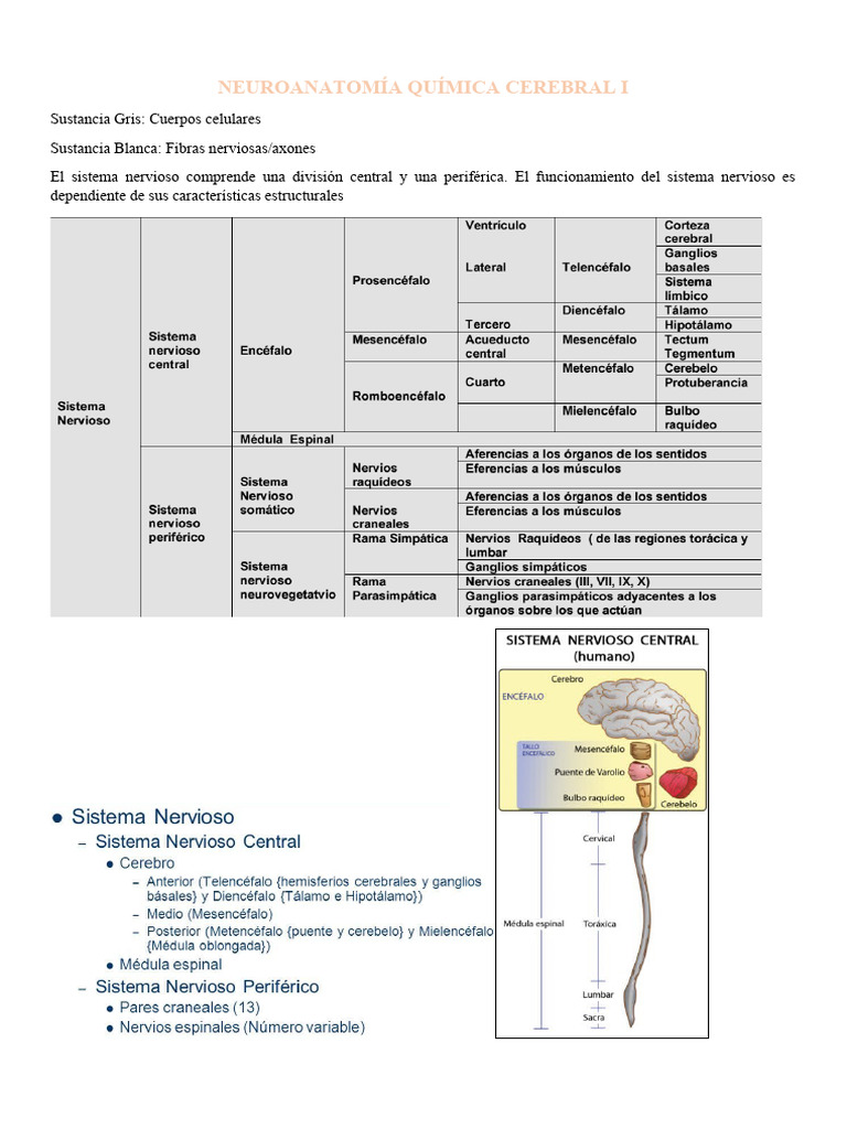 Resumen II | PDF | Potencial de acción | Sinapsis