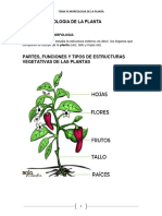 Tema Iv Morfologia de La Planta