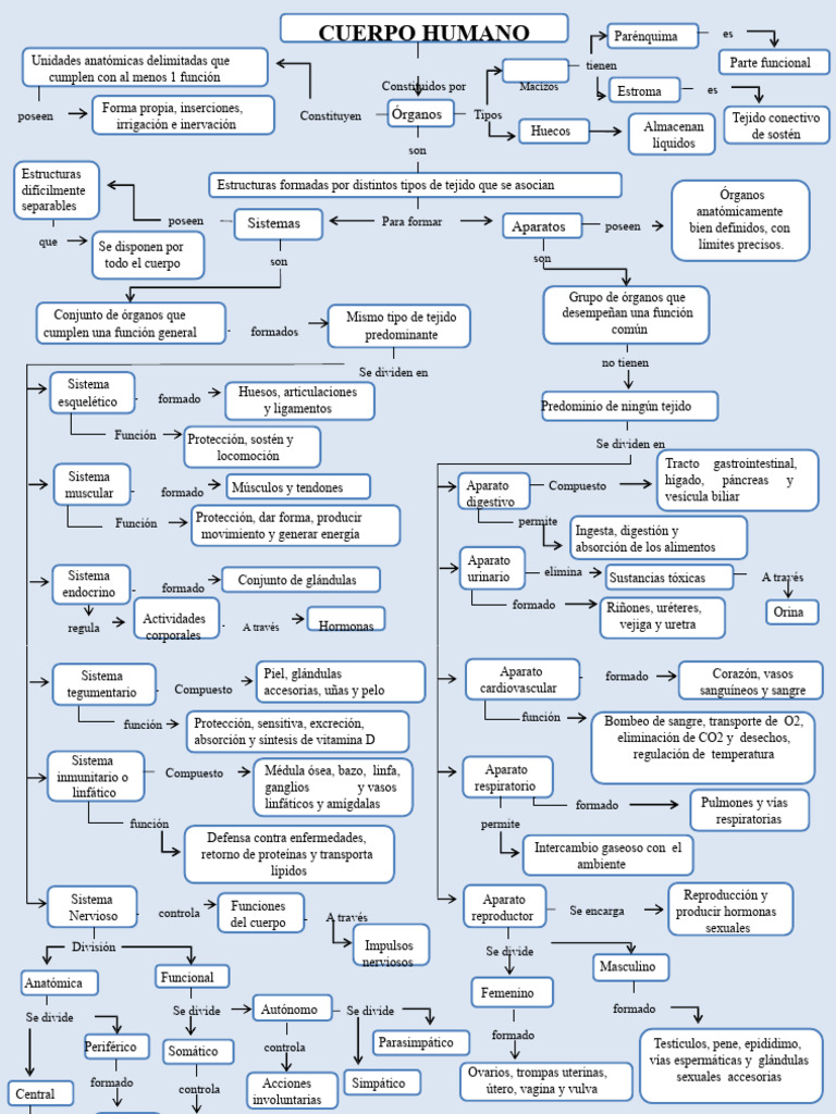 Mapa Conceptual Del Cuerpo Humano 3 | PDF | Anatomía | Zoología