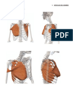 1.2. Músculos Del Hombro, Unión tórax Con Las Extremidades Superiores