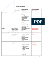 Actividas Integracion Anatomia Cyc Solemne 2