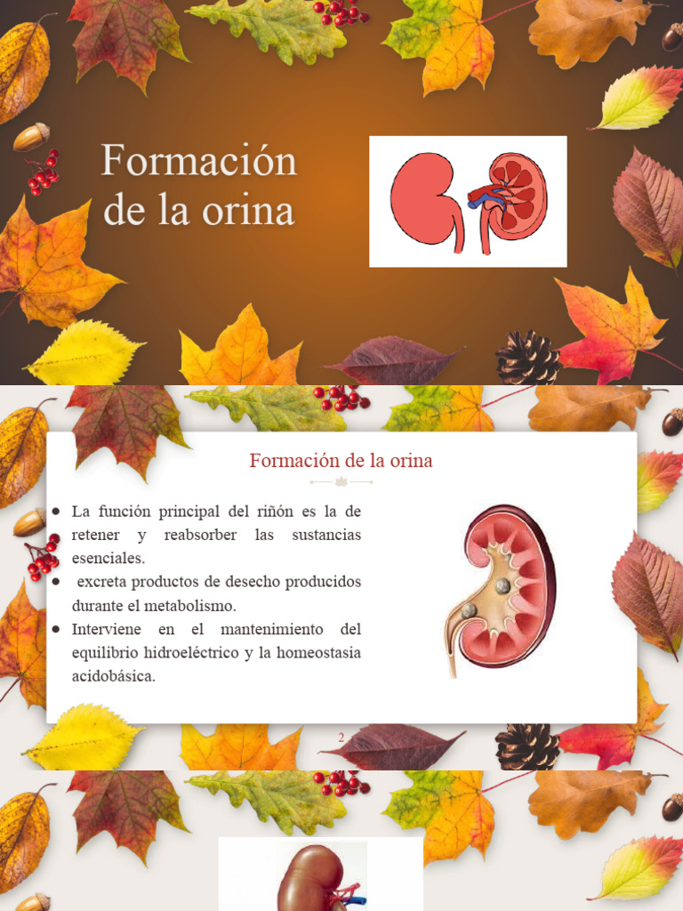 Formación De Orina Pdf Orina Riñón