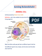 Animal Cell