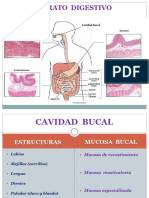 Aparato Digestivo