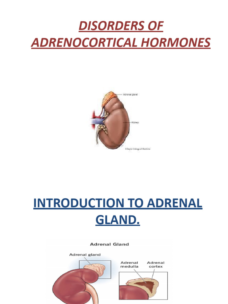 Image showcasing Physio3 (Read Only) | PDF | Adrenal Gland | Cortisol