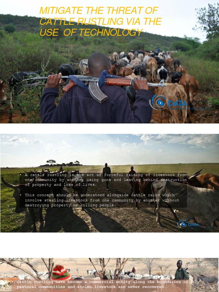 Eradicating Cattle Rustling Via Technology | PDF | Livestock | Cattle