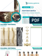 Columna Vertebral B&G 2023-2