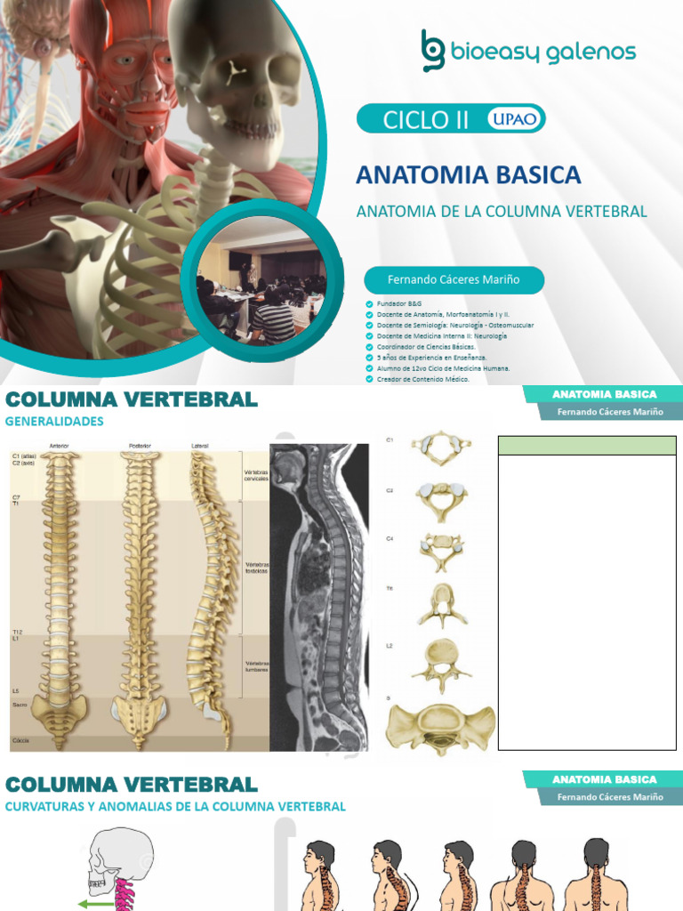 Anatomía de la Columna Vertebral | PDF | La columna vertebral | Vértebra
