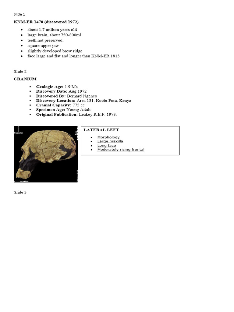 Rudolfensis | PDF