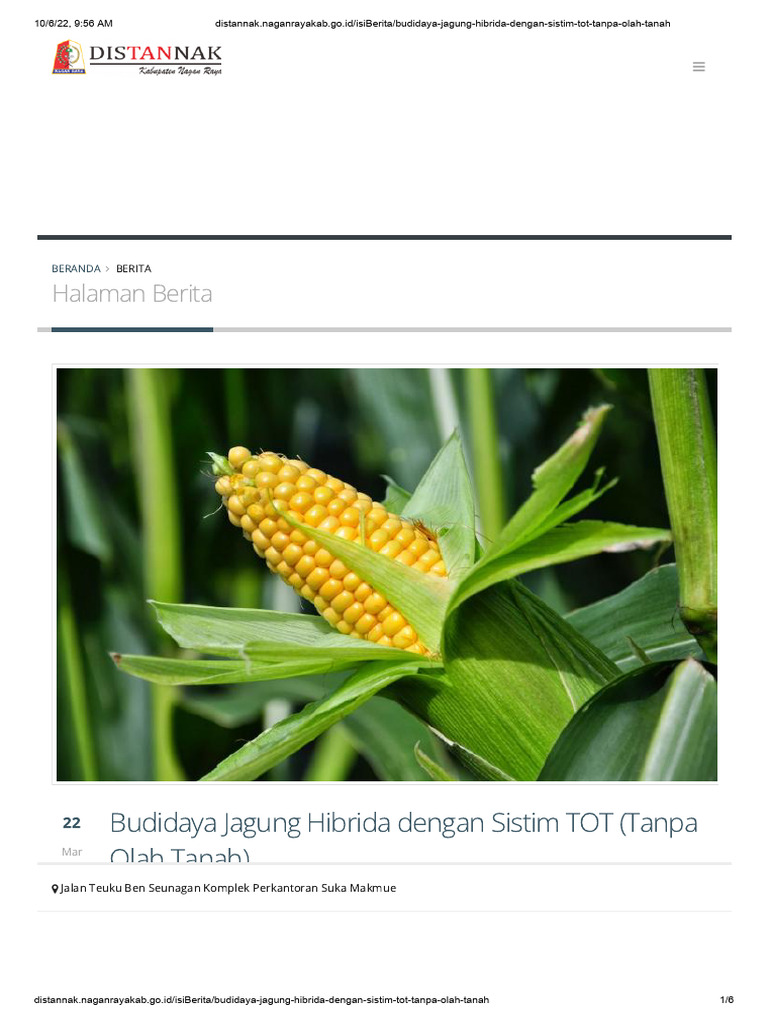 Budidaya Jagung Hibrida Dengan Sistim Tot Tanpa Olah Tanah Pdf