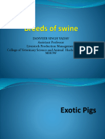 Breeds of Swine