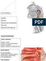 TEORIA-08 Faringe