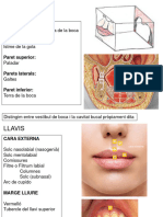 TEORIA-02 Cavitat Bucal