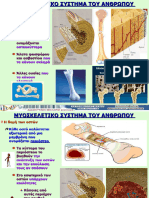 Mioskeletiko Sistima Tou Anthropou Enotita B