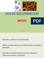 Biyoloji Mitoz Slayt1