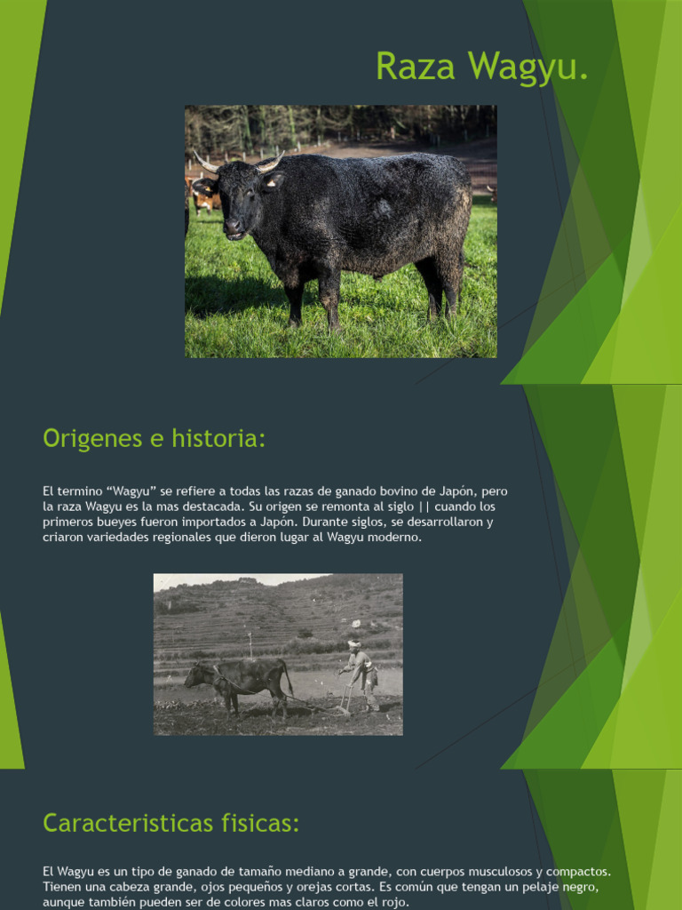 Raza Wagyu | PDF | Carne | Vacas