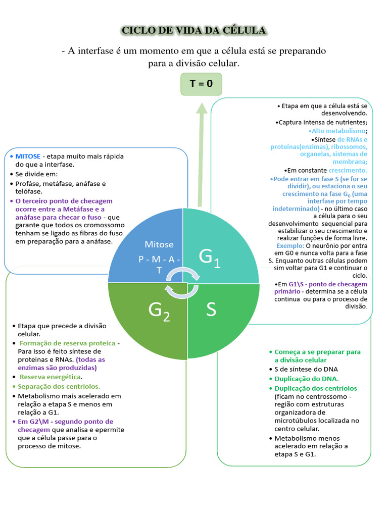 Ciclo Celular: Fases e Pontos de Checagem | PDF | Célula (Biologia ...