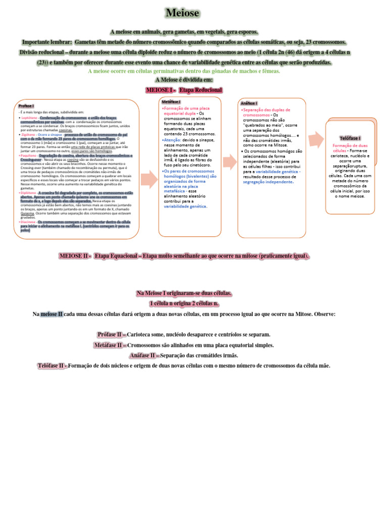 Meiose - Esquema Conceitual | PDF | Meiose | Cromossomo