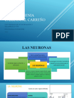 Diapositivas Neurro